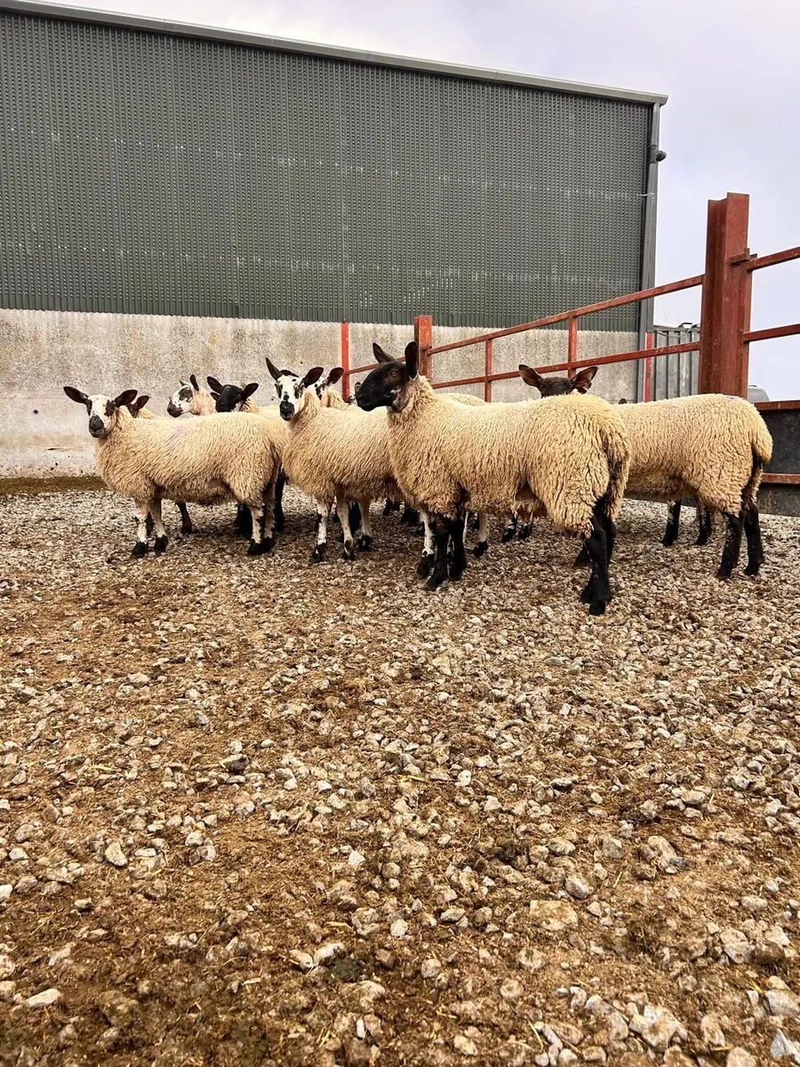 Carrick Prolific Ewe Lamb Sale - Image 3