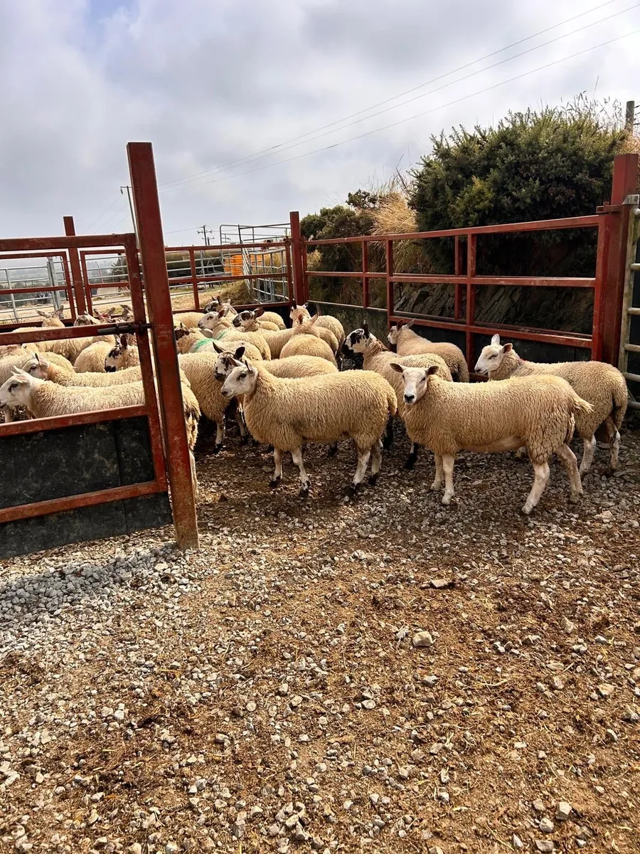 Carrick Prolific Ewe Lamb Sale - Image 4