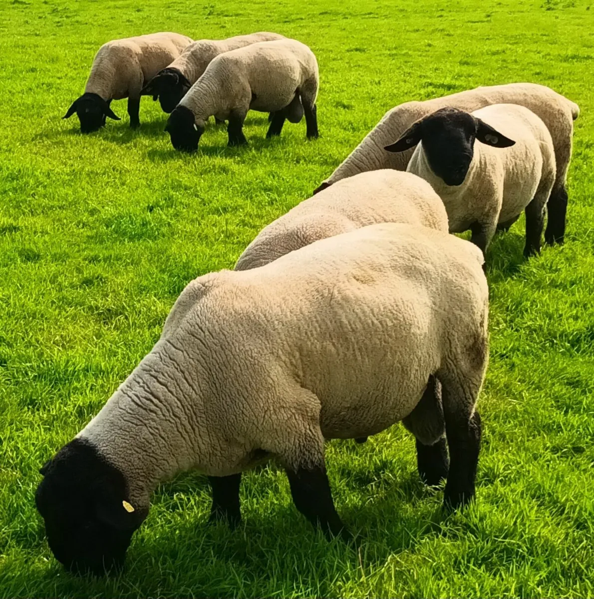 Suffolk hogget rams for sale - Image 1
