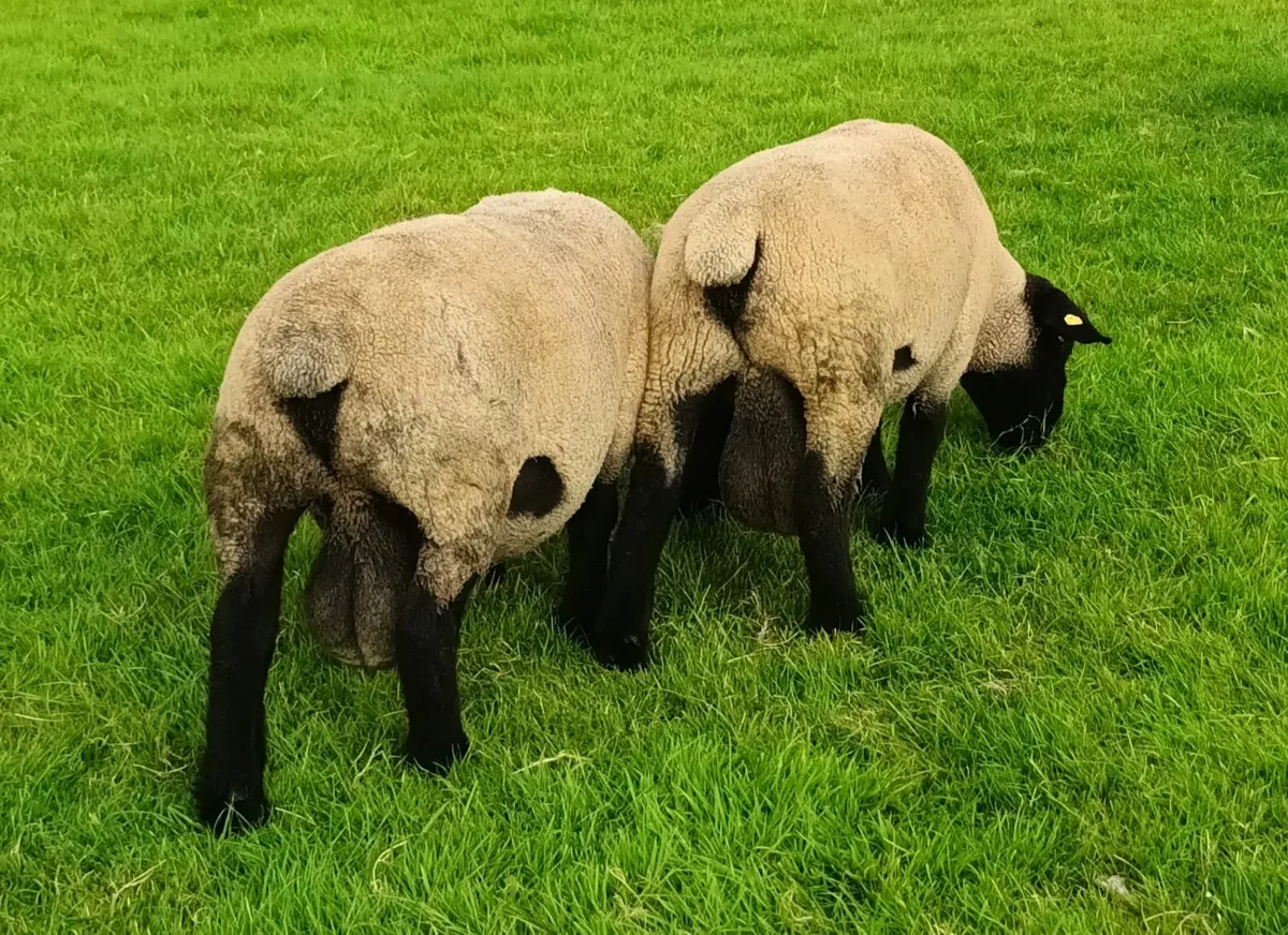 Suffolk hogget rams for sale - Image 3