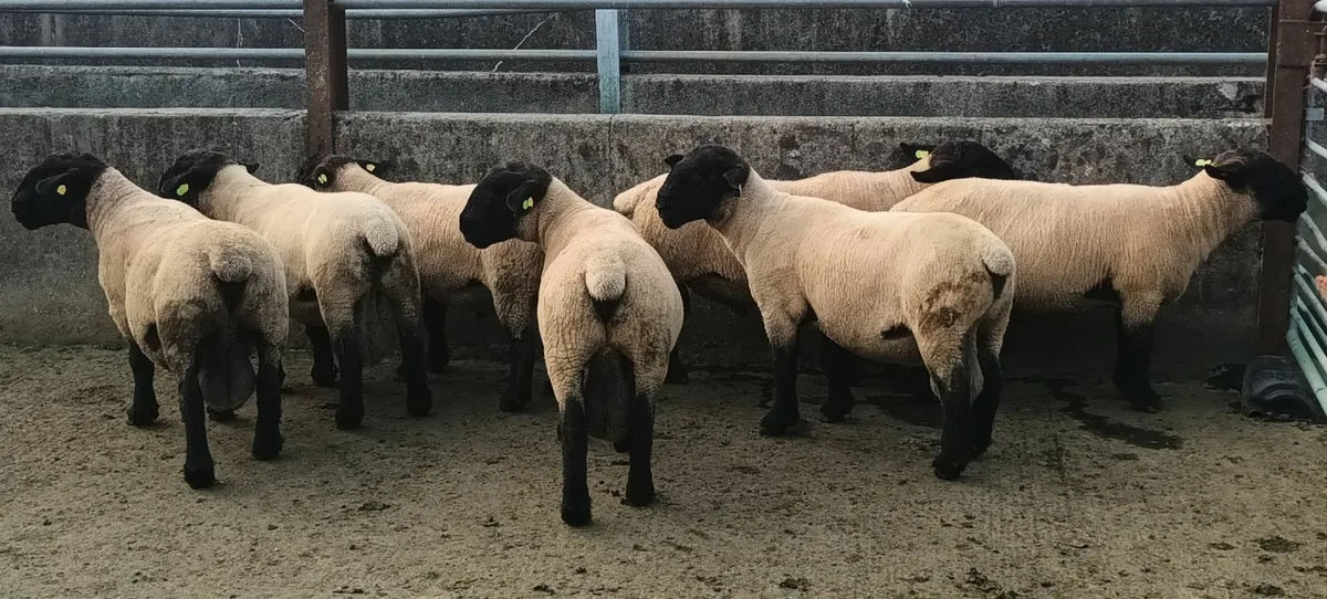 Suffolk hogget rams for sale - Image 4