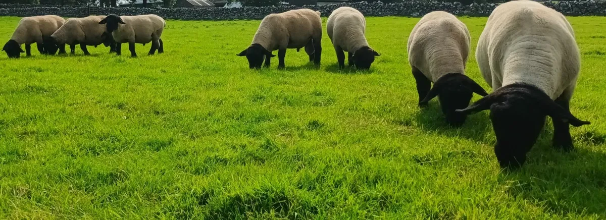 Suffolk hogget rams for sale - Image 2