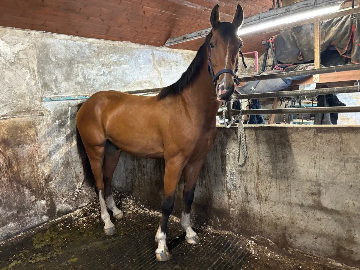 Jorado 3yr old Gelding - Image 1