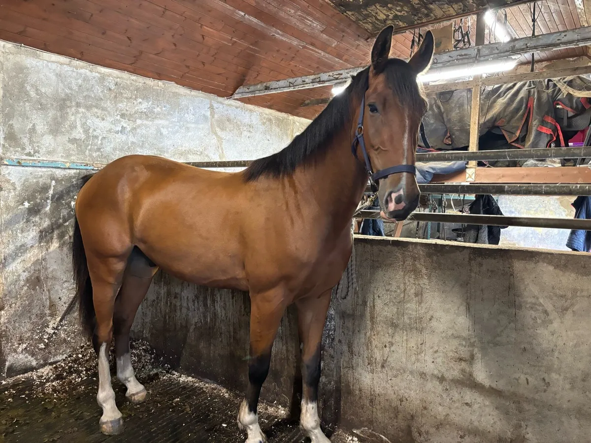 Jorado 3yr old Gelding - Image 2
