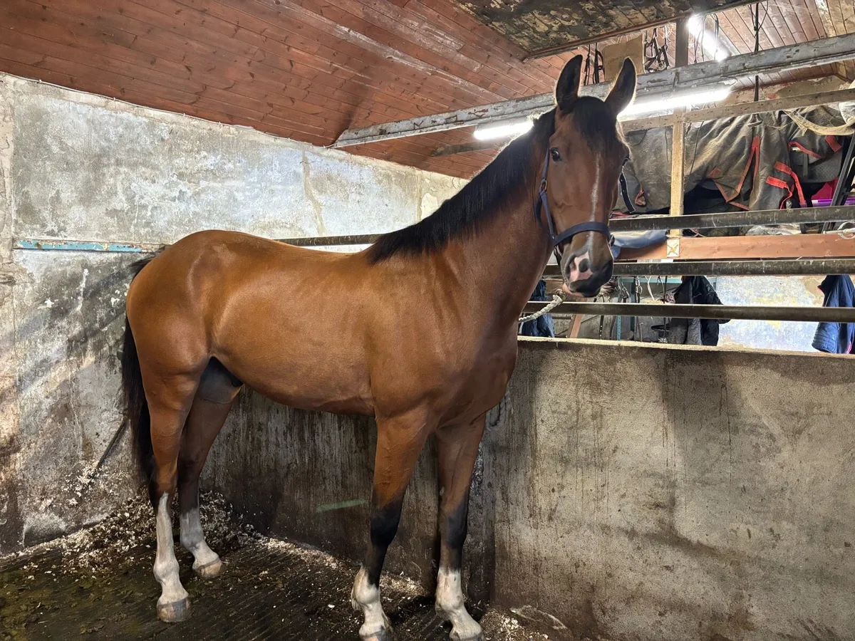 Jorado 3yr old Gelding - Image 3