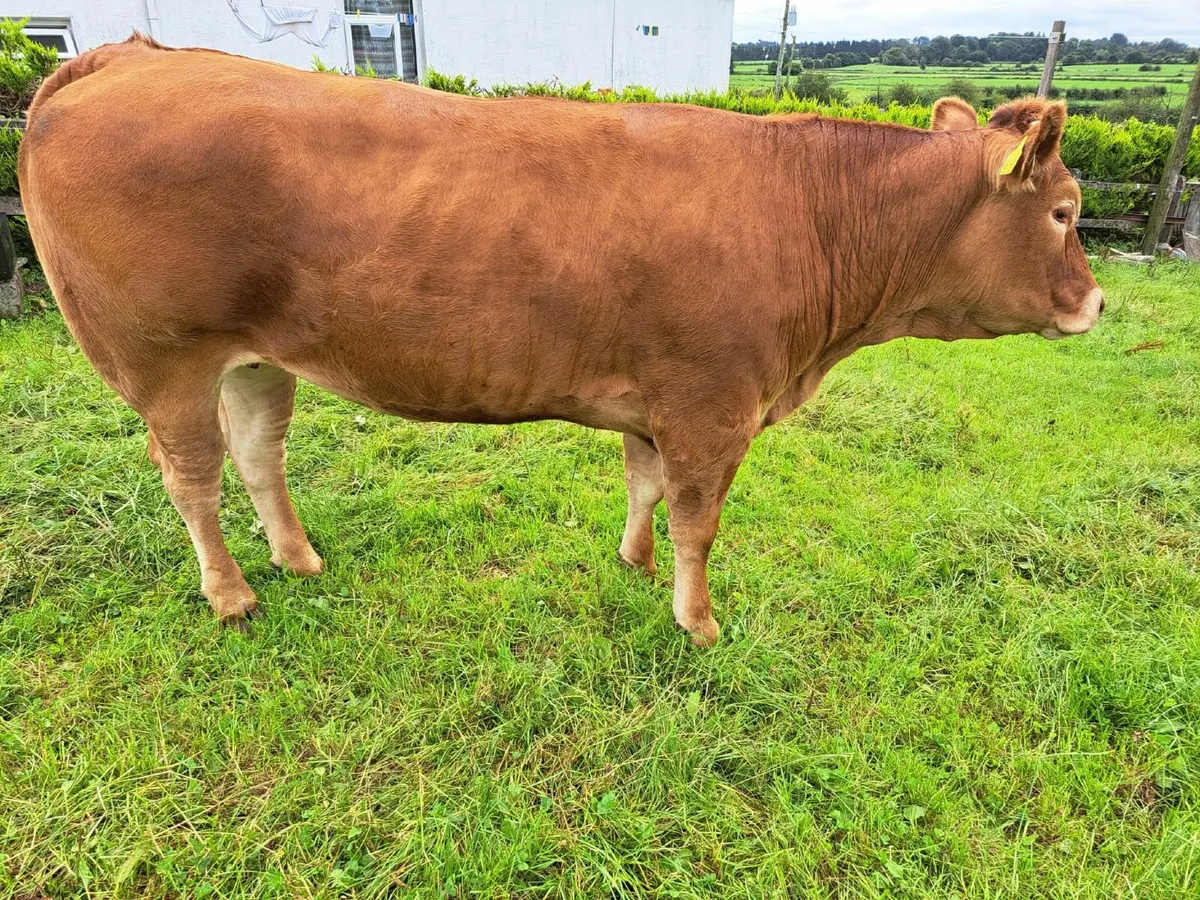 Breeding heifers - Image 2