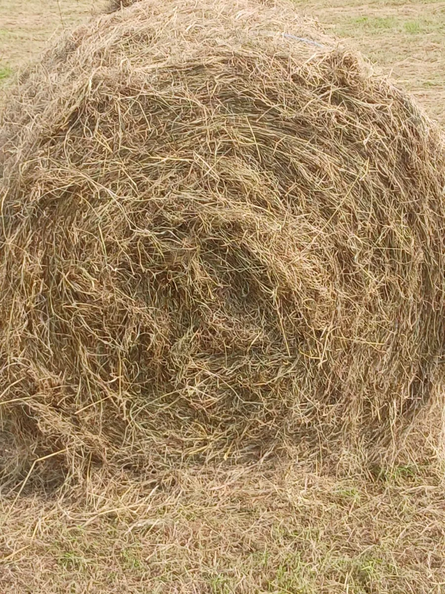 Hay - Image 1
