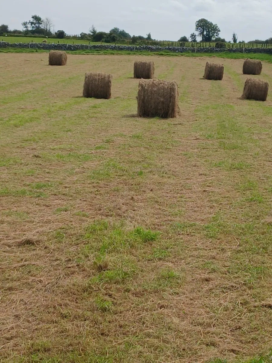 Hay - Image 2