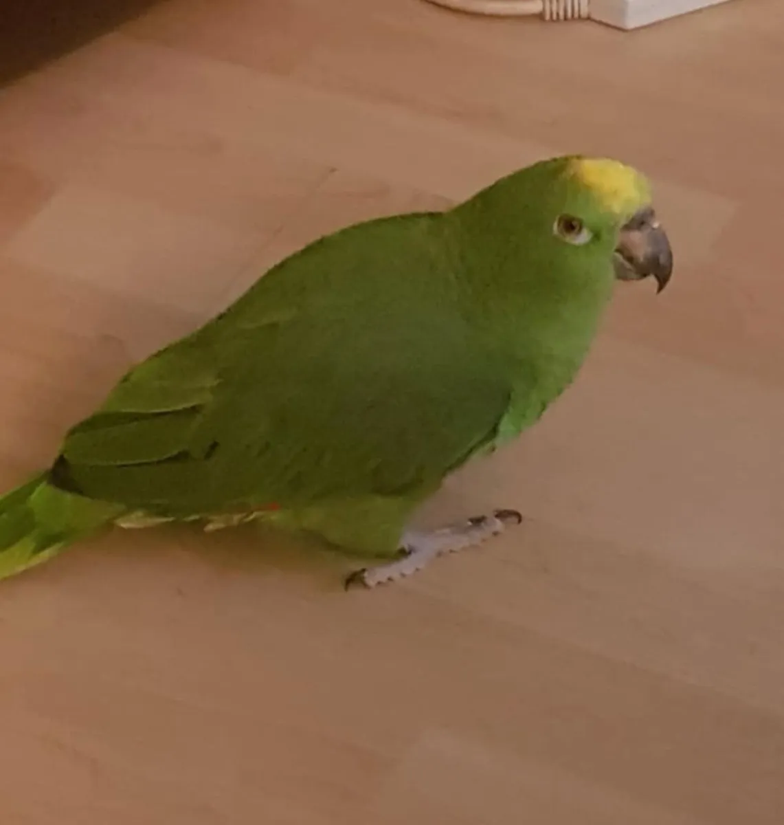 Yellow naped Amazon parrot - Image 1