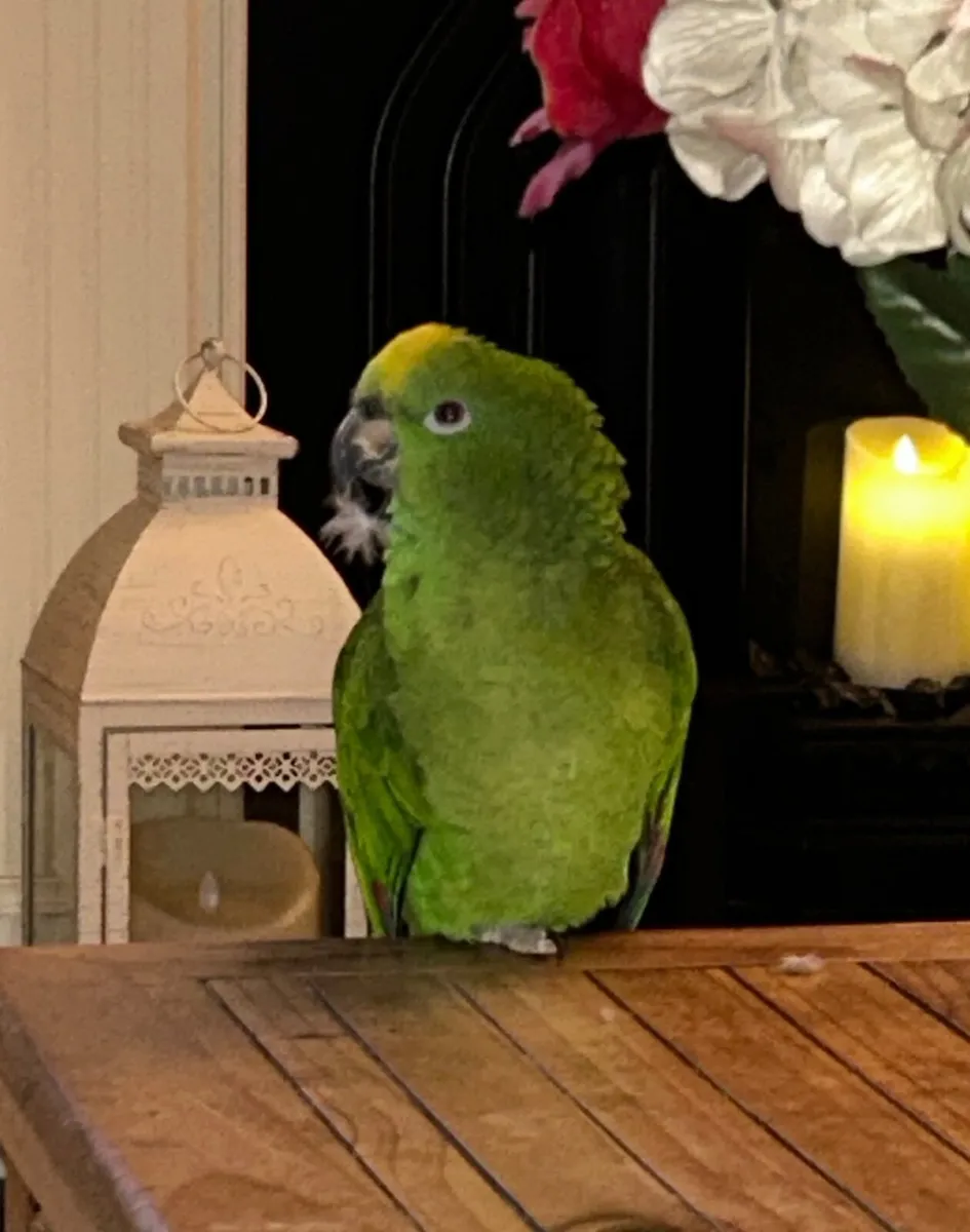 Yellow naped Amazon parrot - Image 2