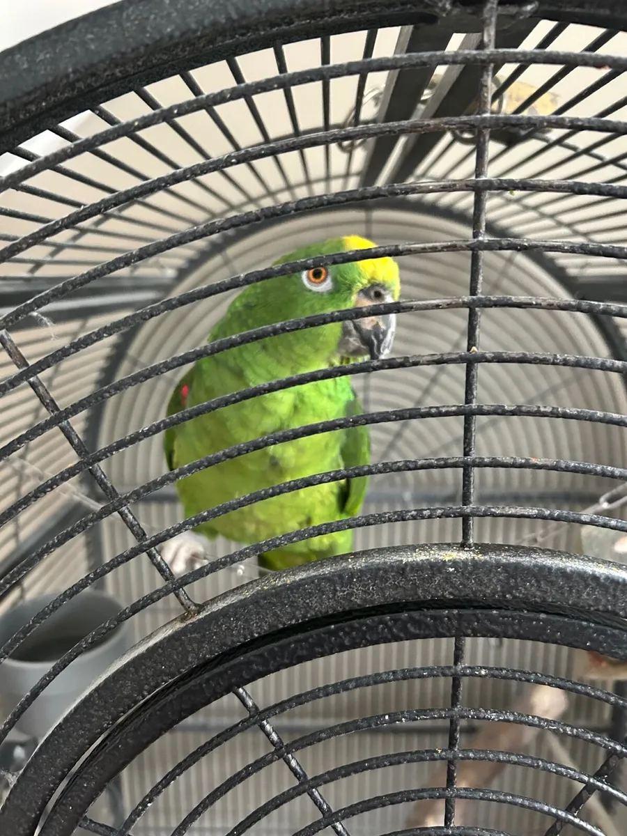 Yellow naped Amazon parrot - Image 3