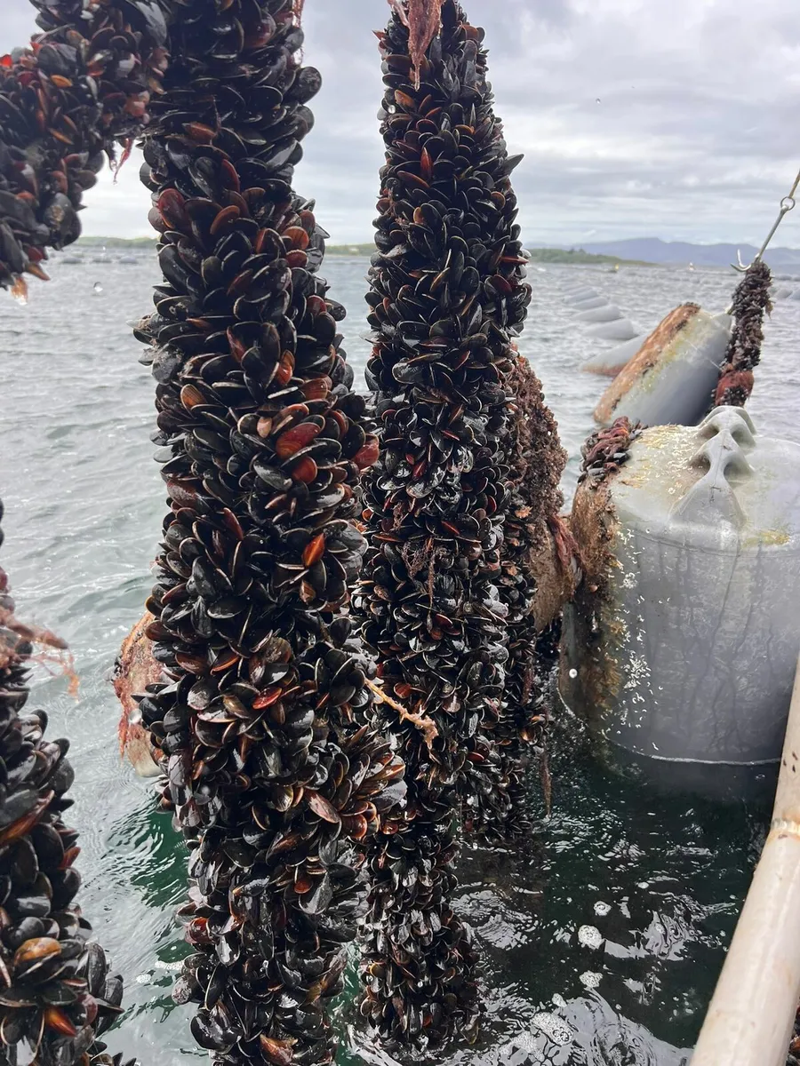 Mussels - Image 3