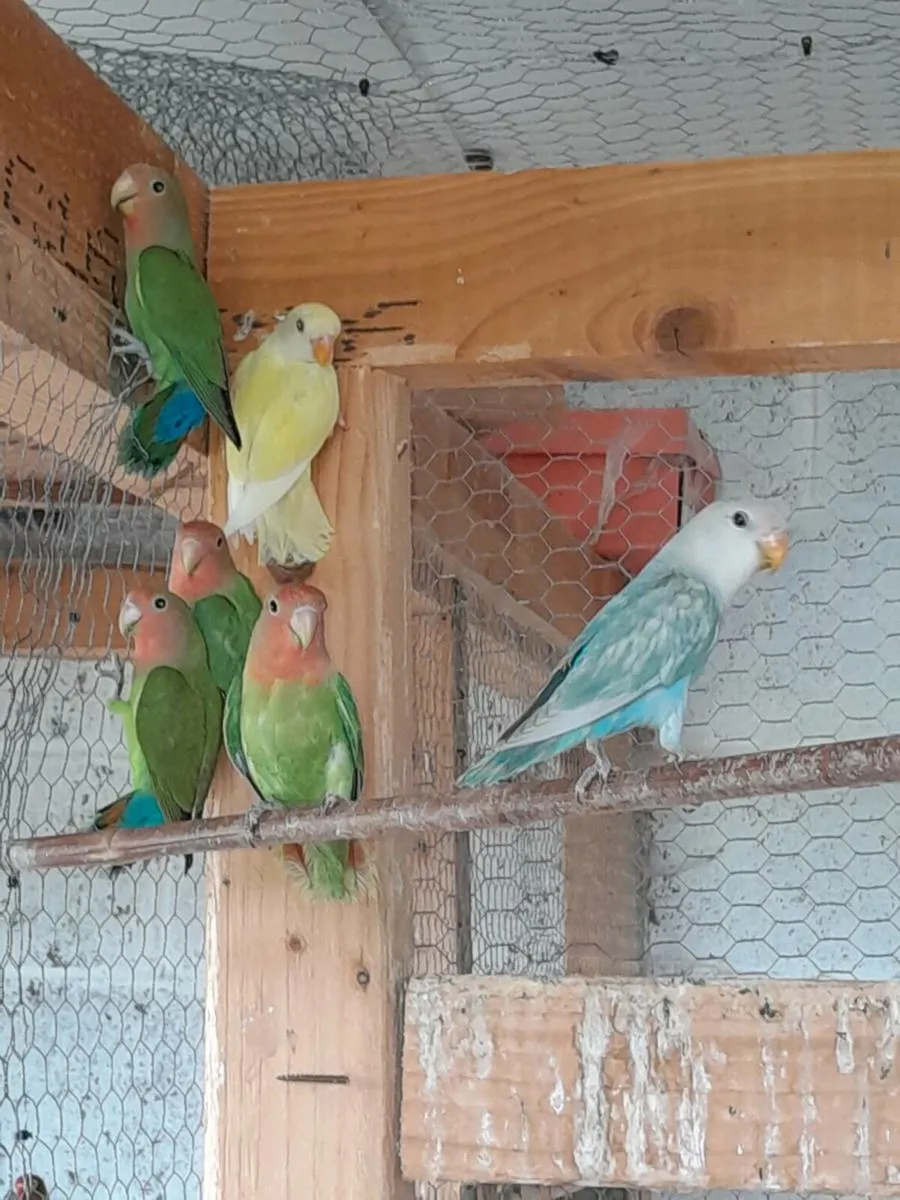 Lovebirds and budgies - Image 1