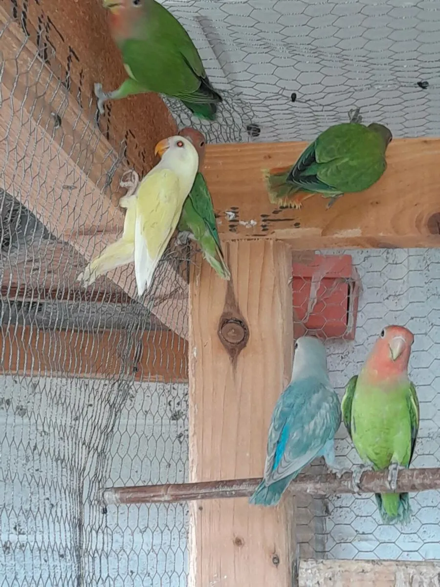 Lovebirds and budgies - Image 3