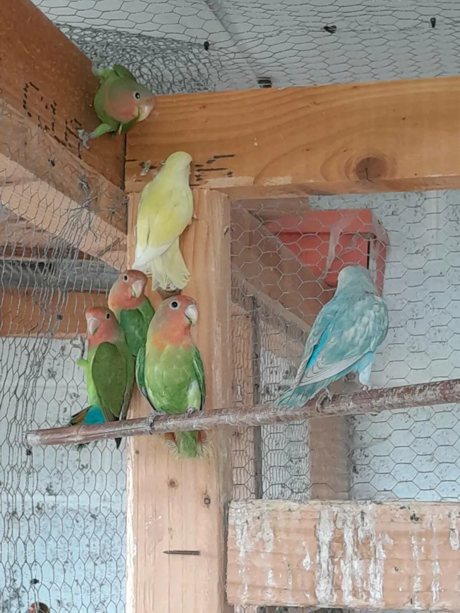 Lovebirds and budgies - Image 4