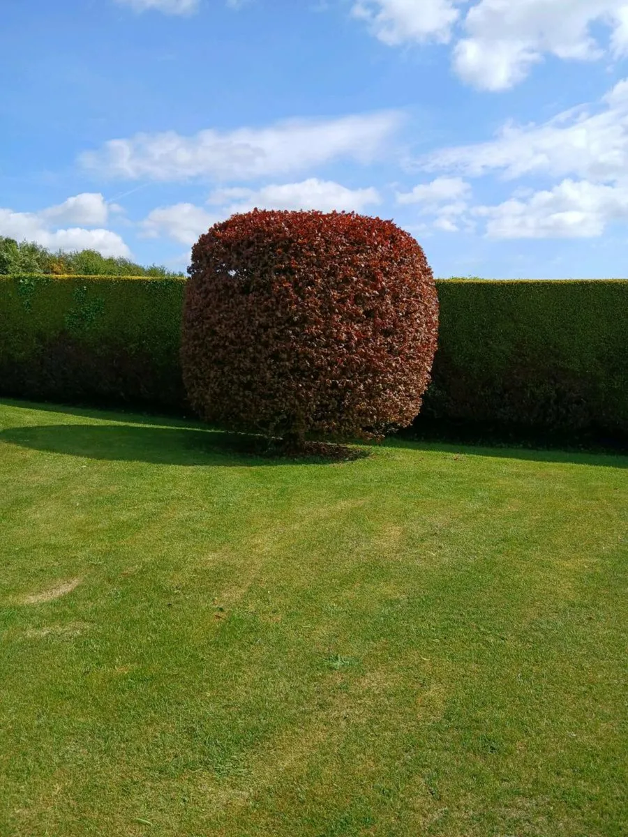 Garden maintenance services - Image 4