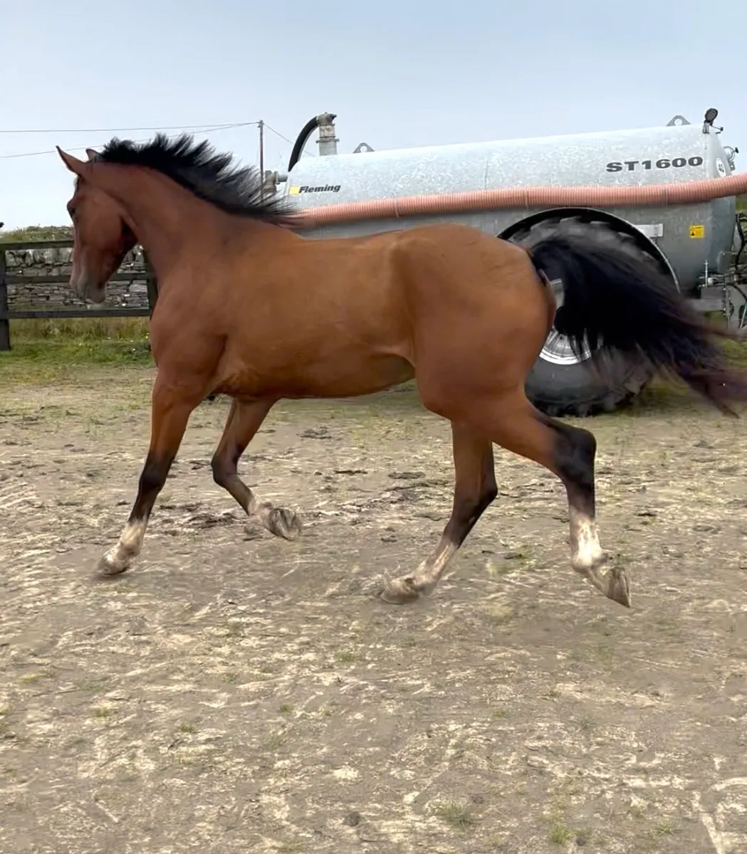 Jorado 3yr old Gelding - Image 4
