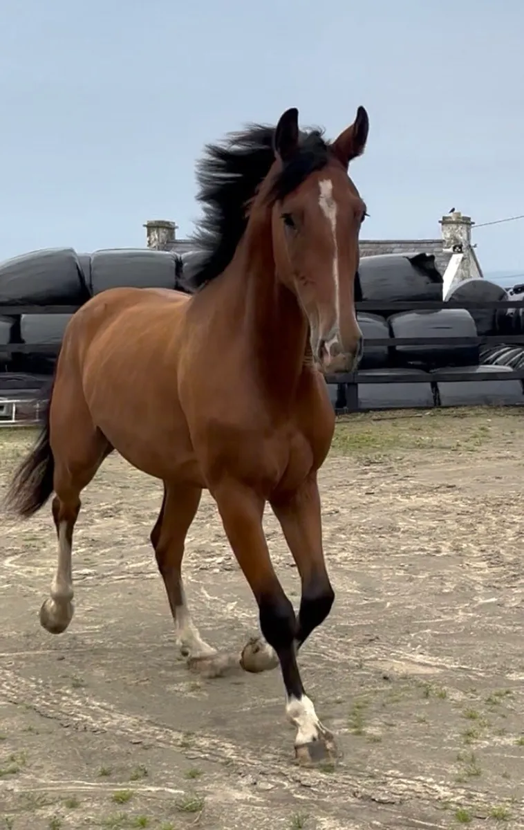 Jorado 3yr old Gelding - Image 2