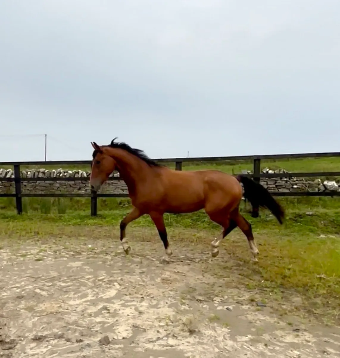 Jorado 3yr old Gelding - Image 1