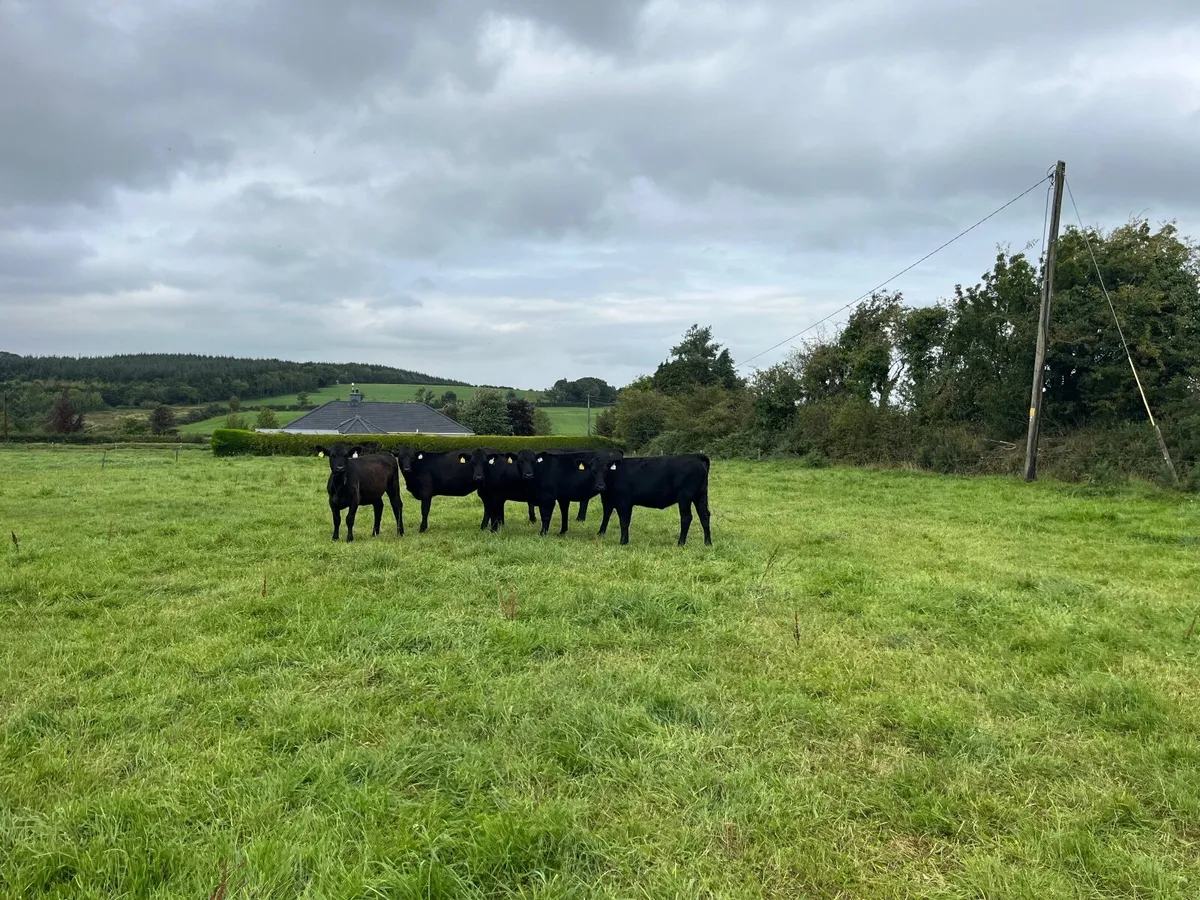6 Angus heifers - Image 2
