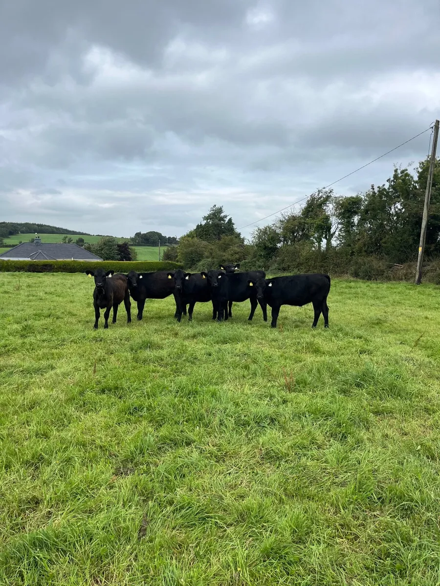 6 Angus heifers - Image 1