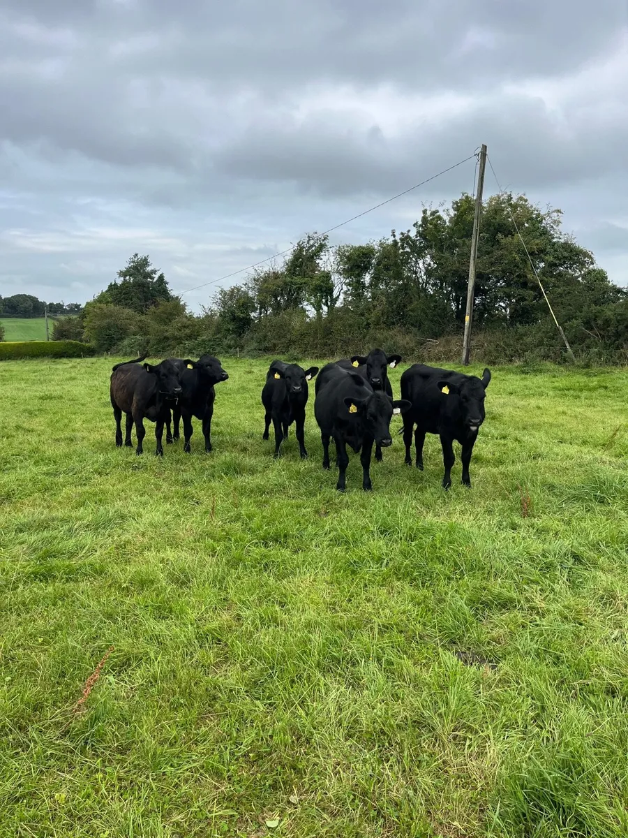 6 Angus heifers - Image 3