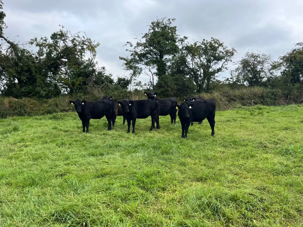 6 Angus heifers - Image 4