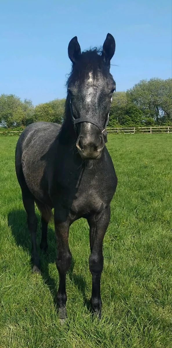 Bruce Lodge Stud & Livery - Image 4