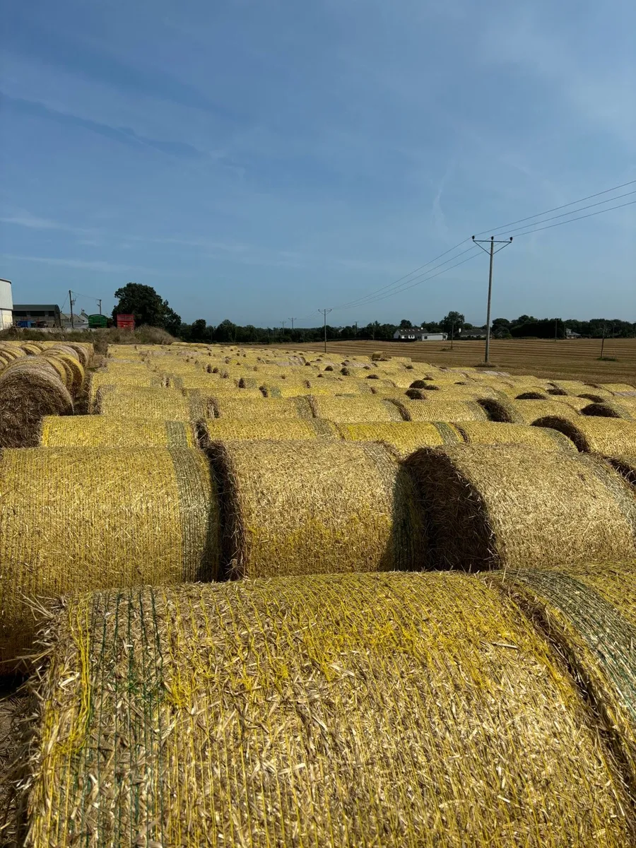 Spring barley straw - Image 1