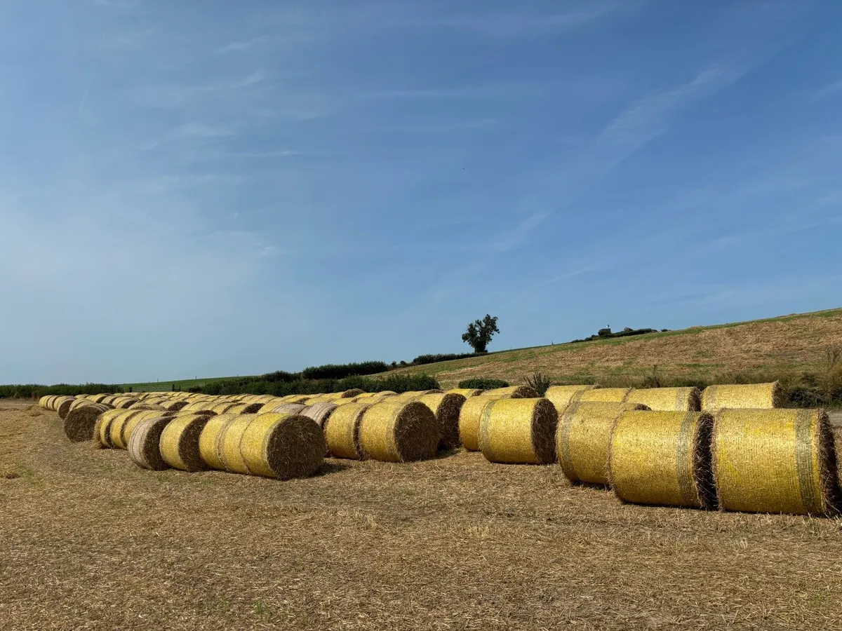 Spring barley straw - Image 2