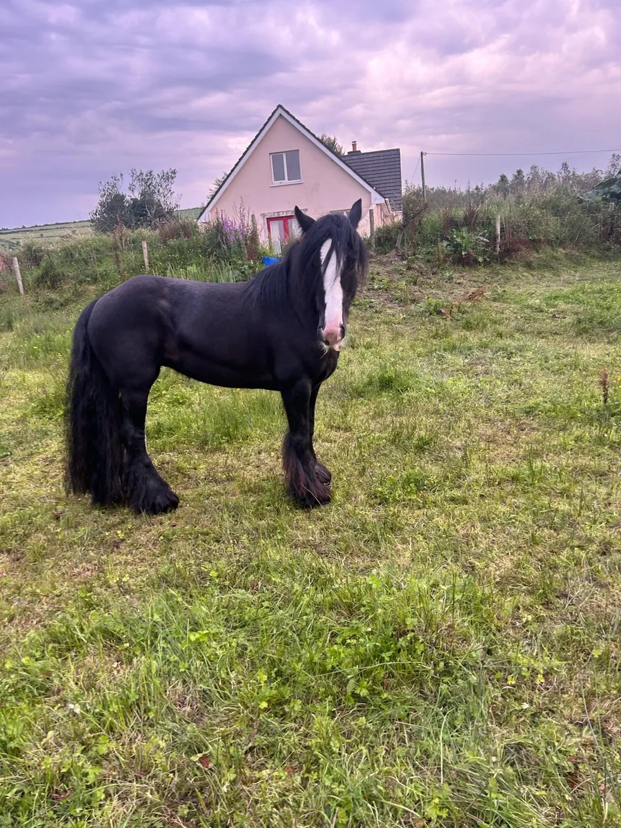 14 hands mare - Image 1