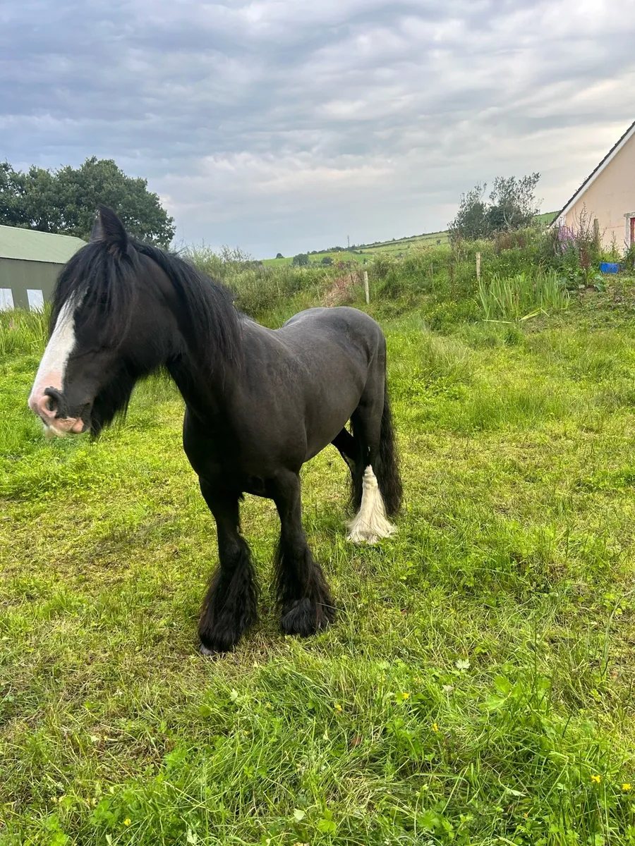 14 hands mare - Image 2