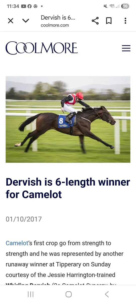 Beautiful horse Son of 2012 Epsom Derby Winner - Image 1