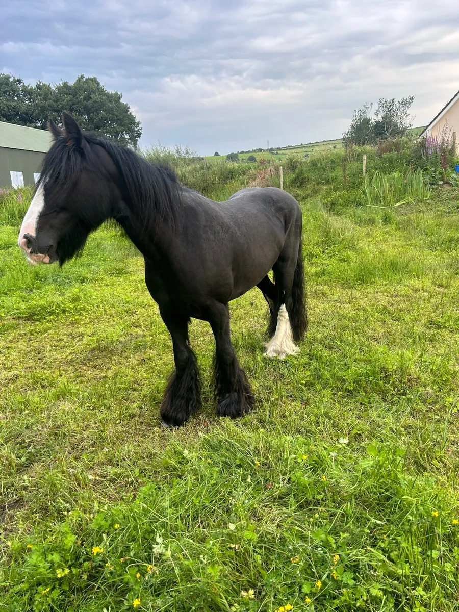 14 hands mare - Image 4