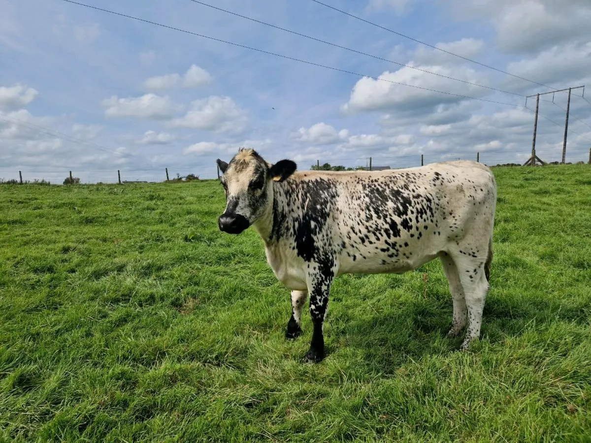 Breeding heifer 5 star rating - Image 2