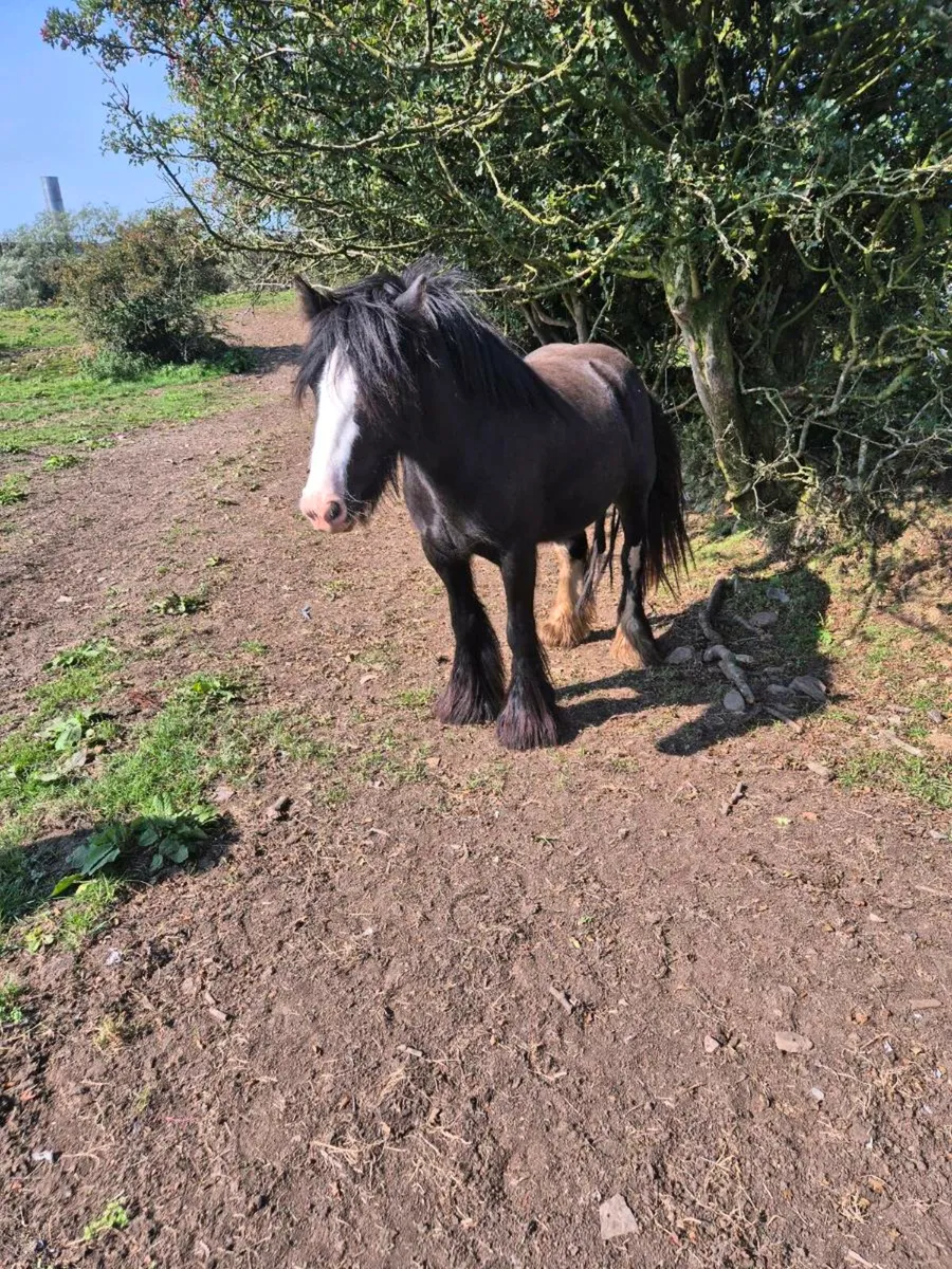 Horse - Image 1