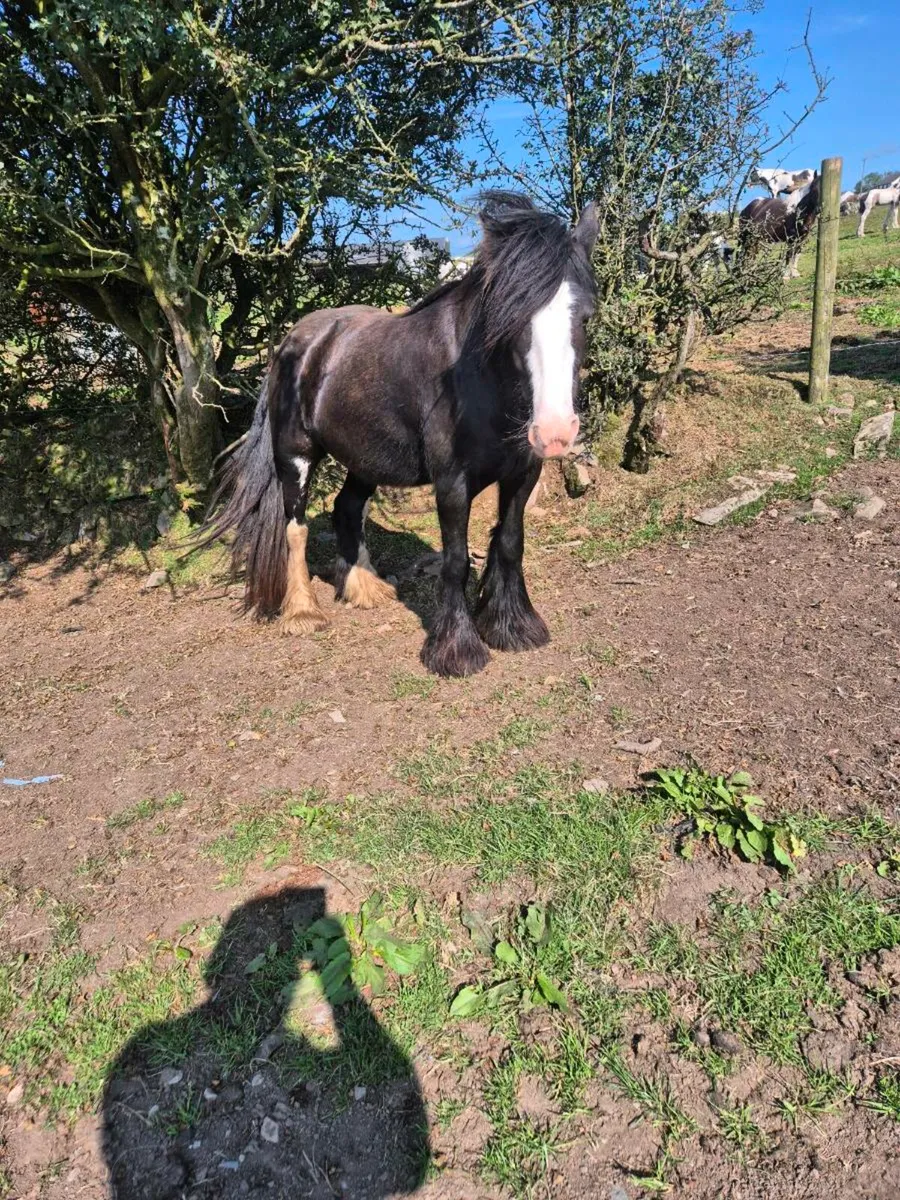 Horse - Image 2