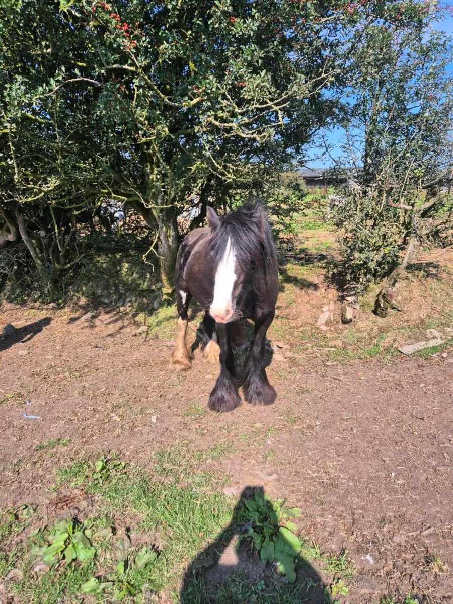 Horse - Image 3