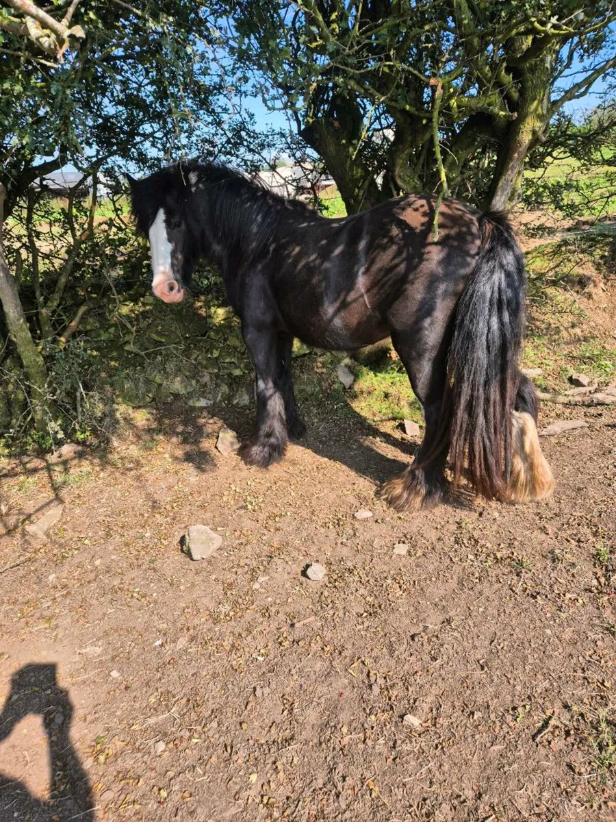 Horse - Image 4