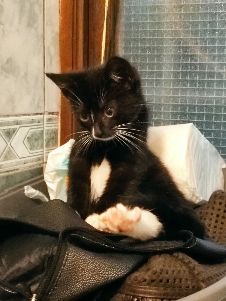 Dusty and Cali black and white 3 m old kittens - Image 3