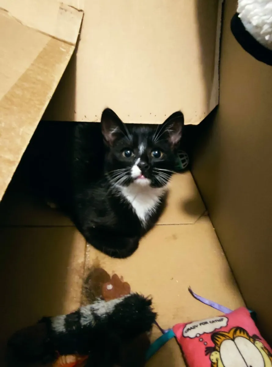 Dusty and Cali black and white 3 m old kittens - Image 4