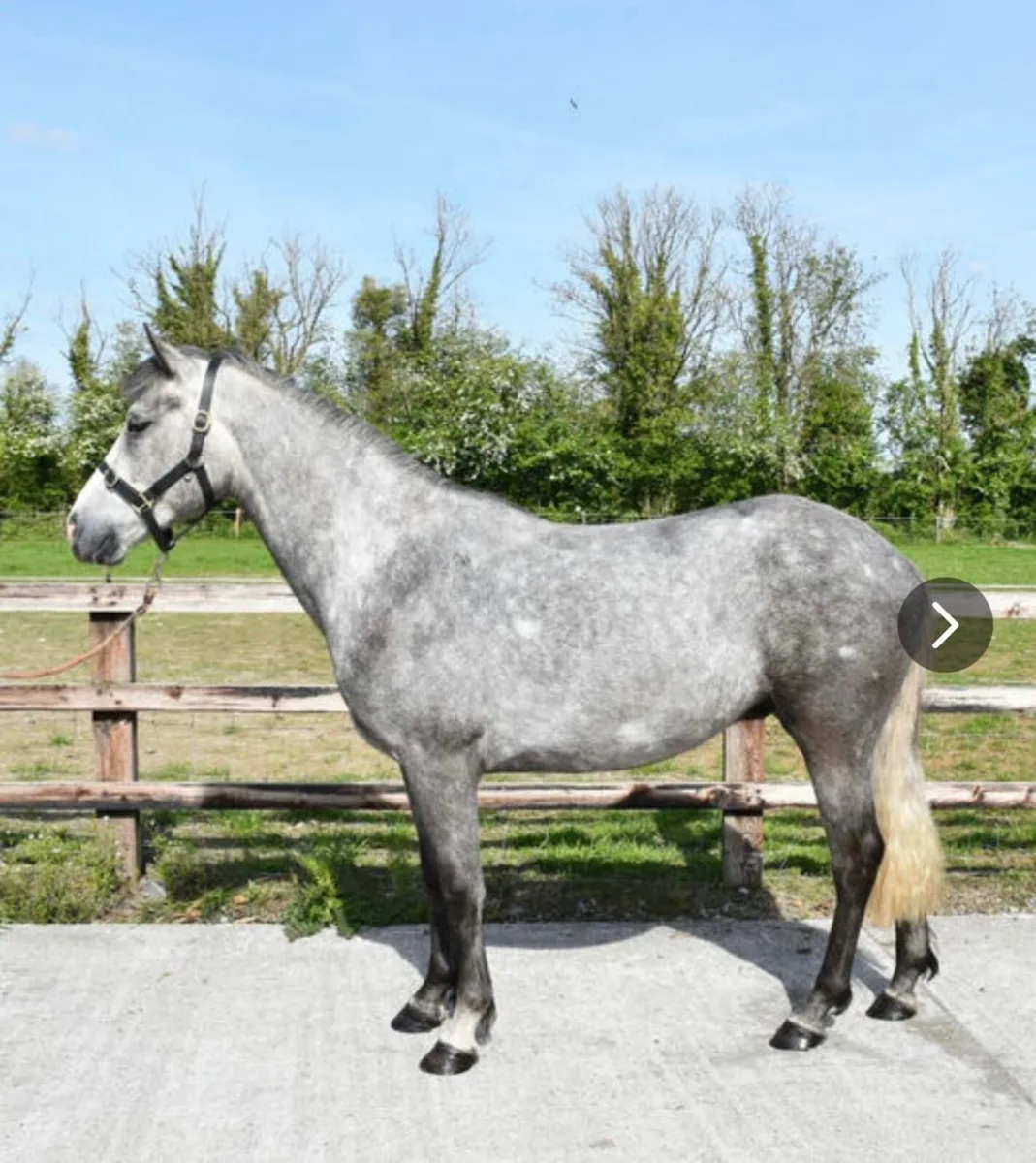 Ponies - Image 1