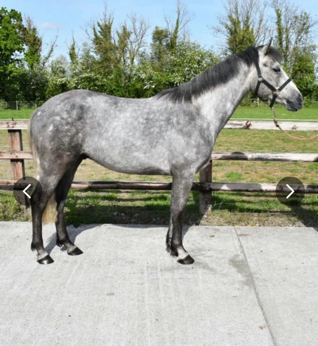 Ponies - Image 2