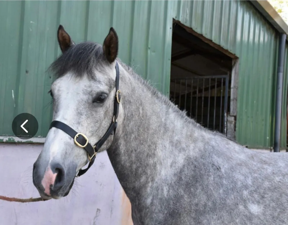 Ponies - Image 3