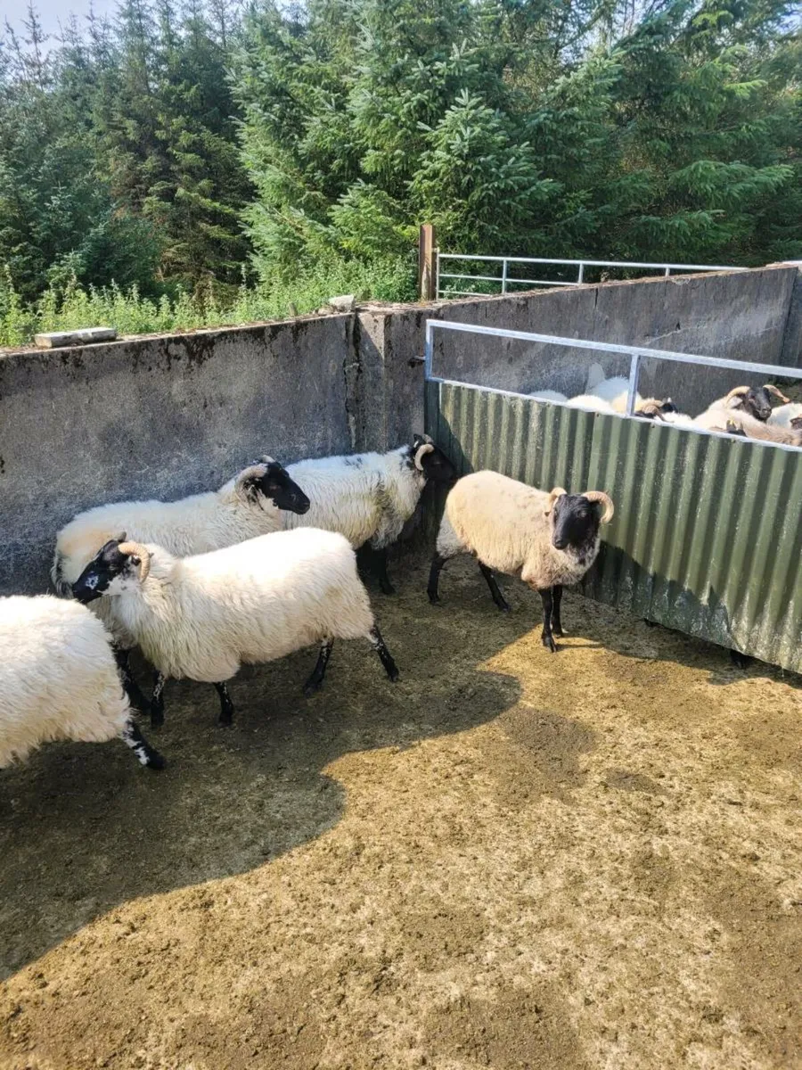 Hoggets - Image 1