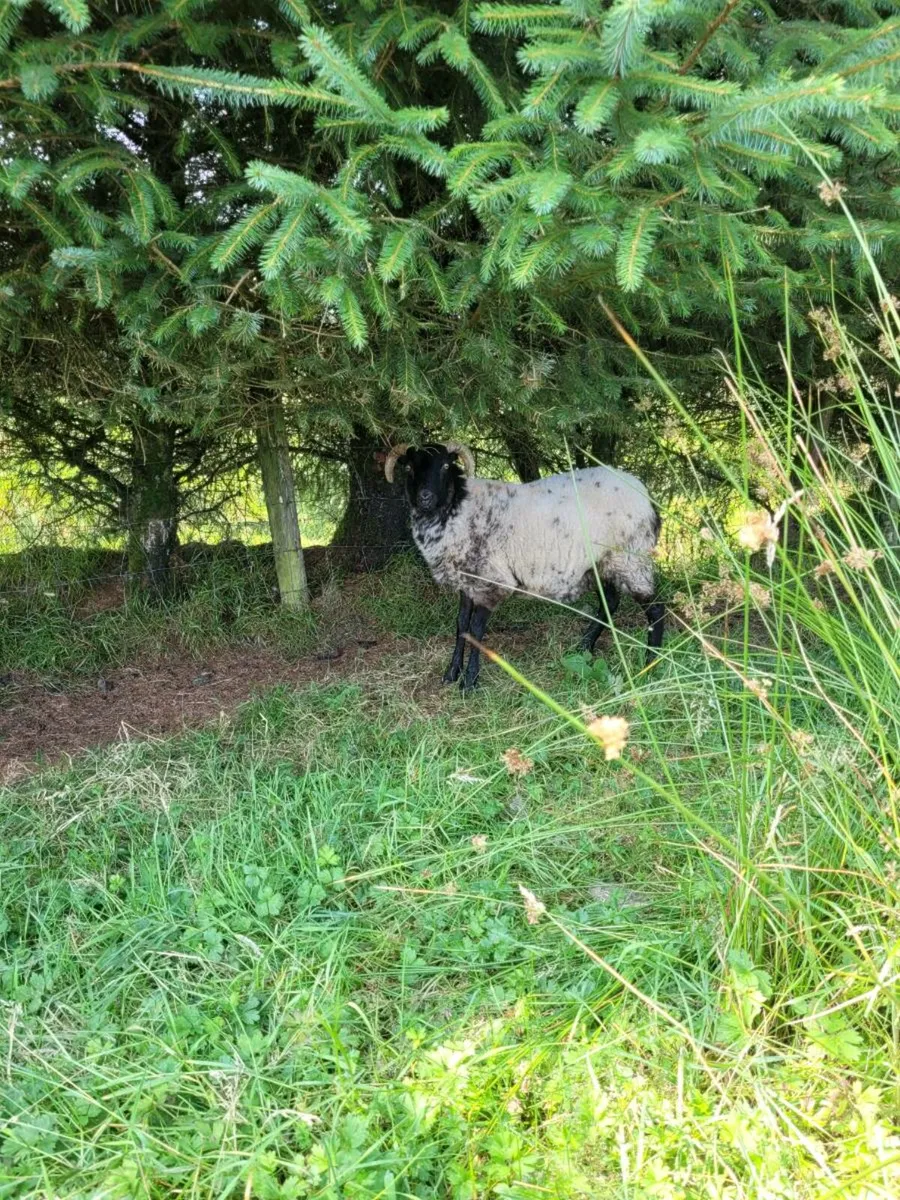 Hoggets - Image 2