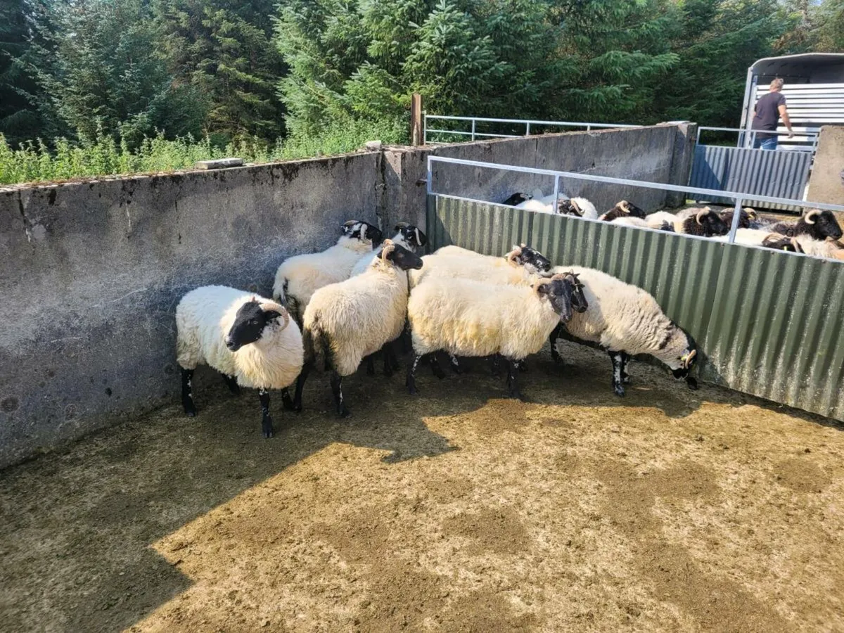 Hoggets - Image 3