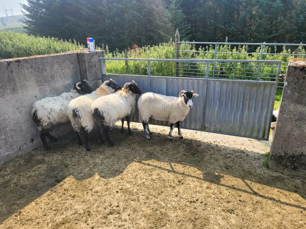 Hoggets - Image 4
