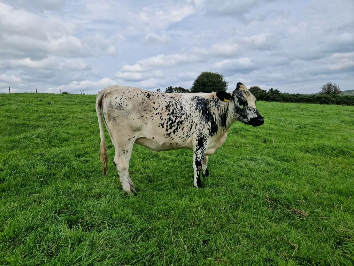 Breeding heifer 5 star rating - Image 3