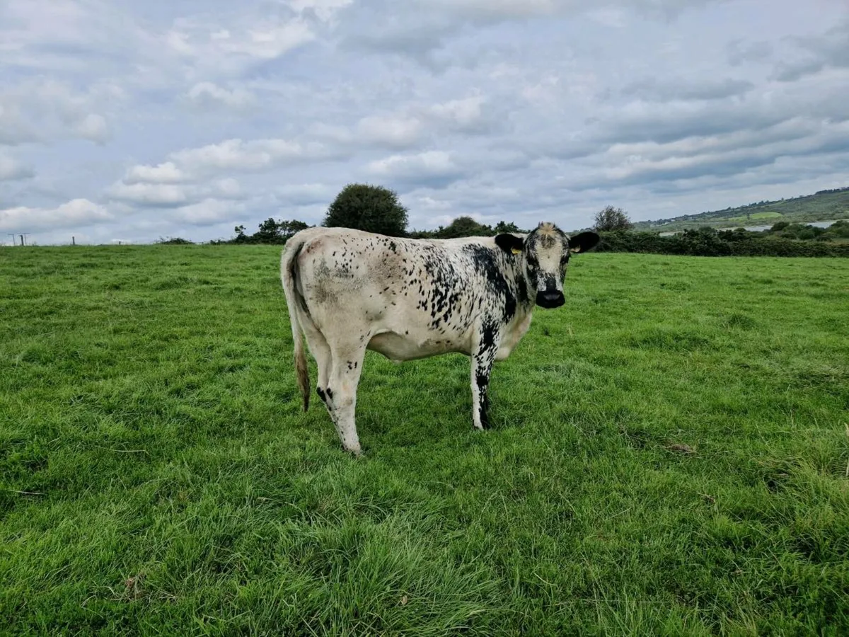 Breeding heifer 5 star rating - Image 4